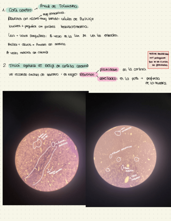 Miniatura del documento Practicas-Microscopio.pdf