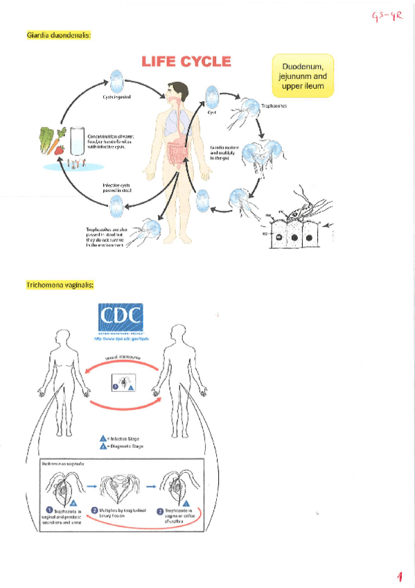 Miniatura del documento Para-life-cycles.pdf