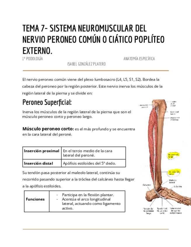 Miniatura del documento T7 SNM nervio peroneo común