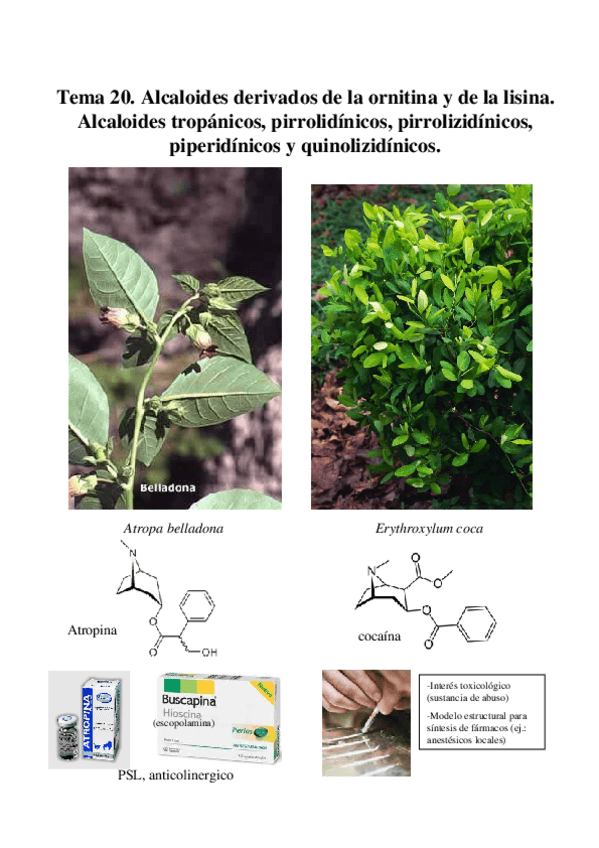 Miniatura del documento TEMA 20. ALCALOIDES DERIVADOS DE ORNITINA Y LISINA.pdf