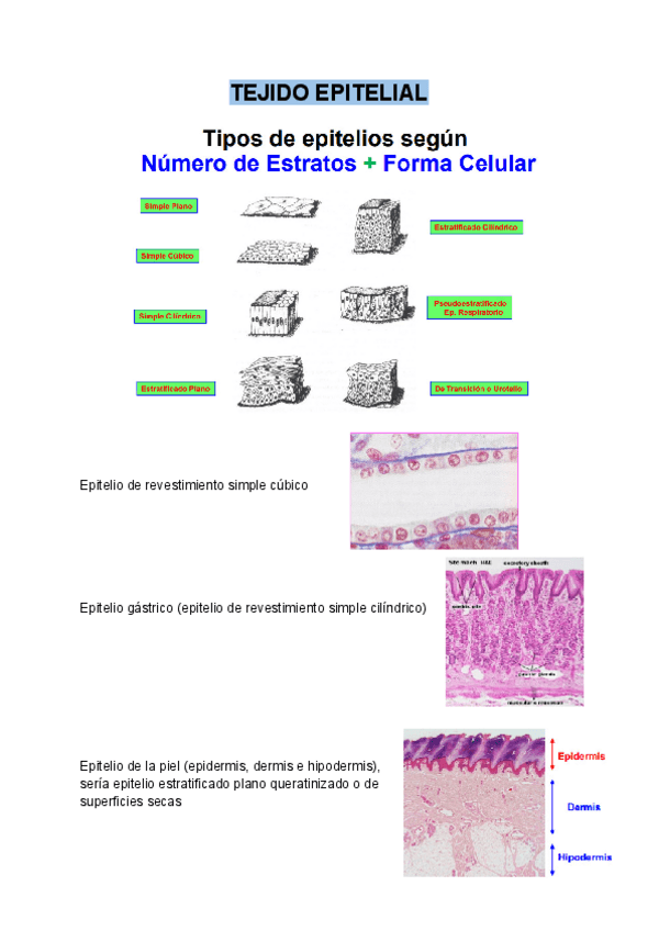 Miniatura del documento Imagenes-de-histologia.pdf
