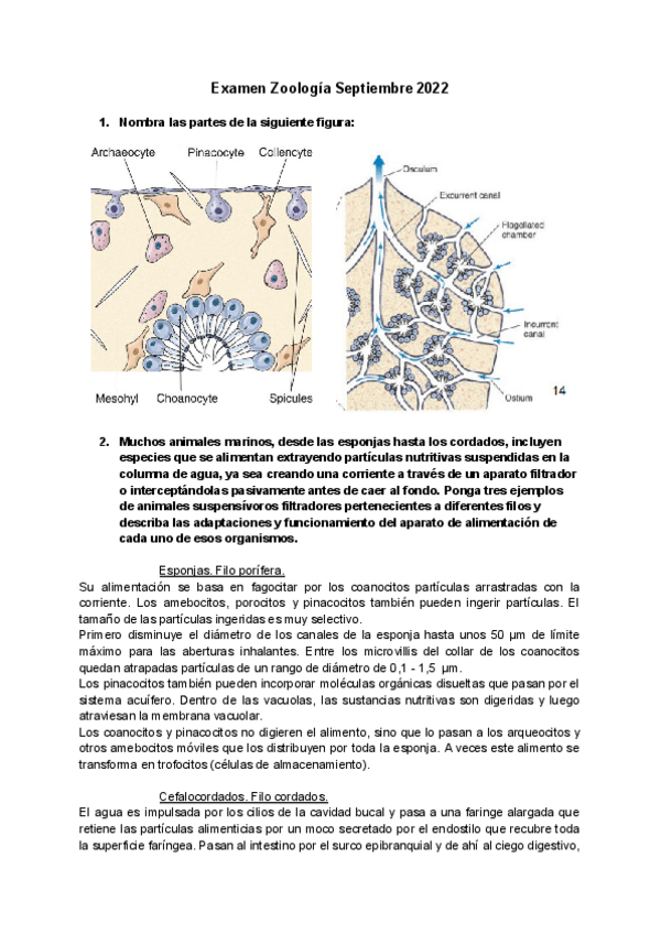 Miniatura del documento ExamenZoologiaSeptiembre2022.pdf