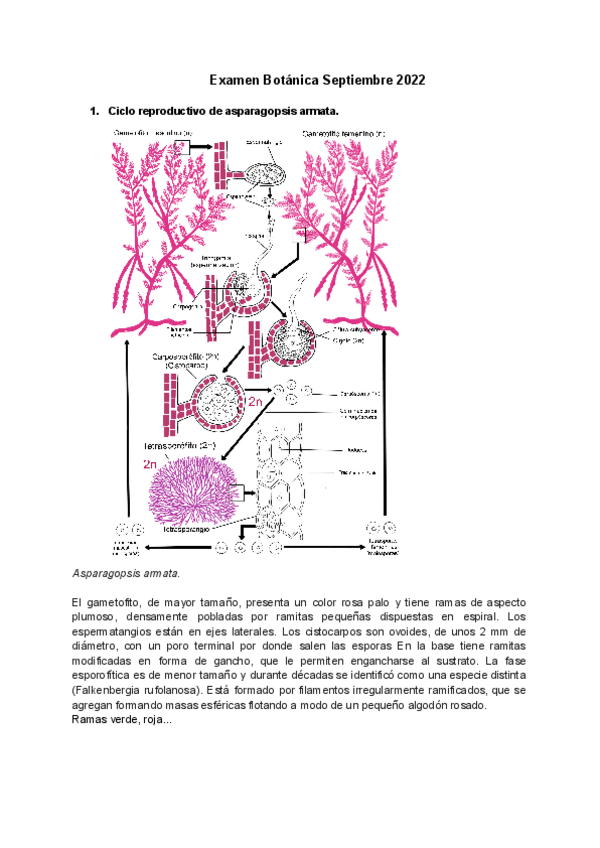 Miniatura del documento ExamenBotanicaSeptiembre2022.pdf