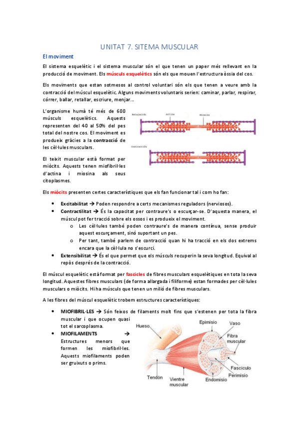 Miniatura del documento SISTEMA MUSCULAR 1.pdf