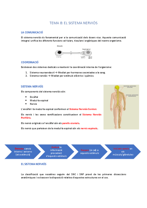 Miniatura del documento SISTEMA NERVIÓS 1.pdf