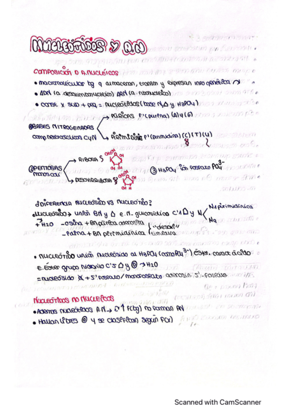 Miniatura del documento nucleotidos.pdf