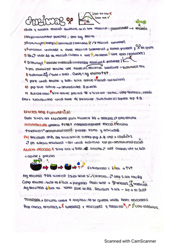 Miniatura del documento enzimas.pdf