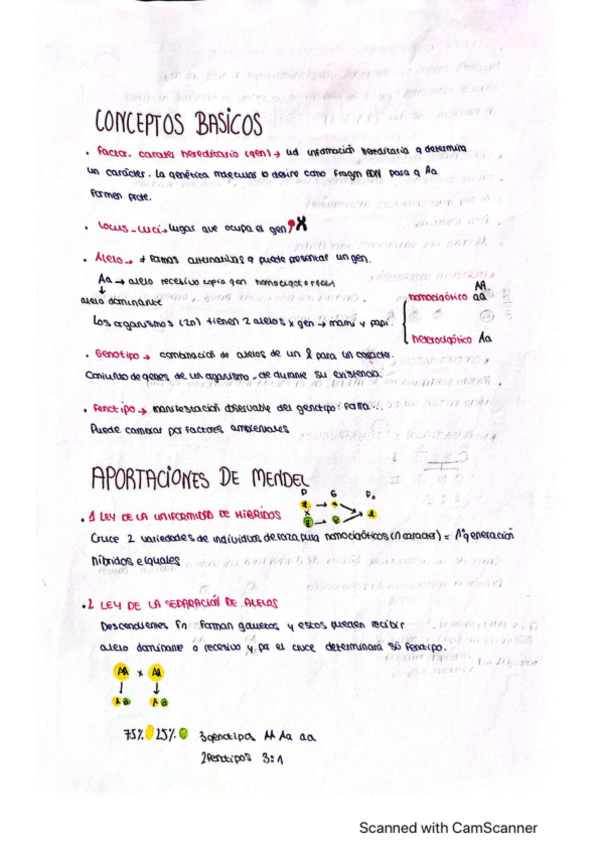 Miniatura del documento mendel.pdf