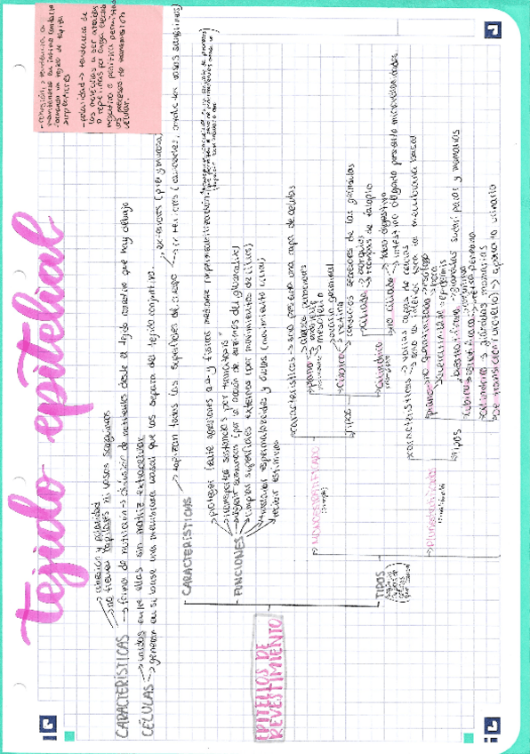 Miniatura del documento U3-Los-tejidos.pdf