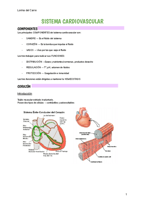 Miniatura del documento SISTEMA-CARDIOVASCULAR-RESUMEN.pdf