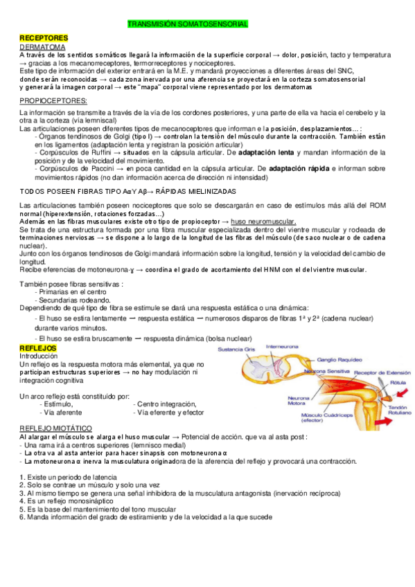 Miniatura del documento SOMATOSENSORIAL-HASTA-VISTA.pdf