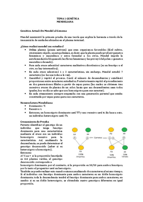 Miniatura del documento TEMA-1-GENETICA-MENDELIANA-1.pdf