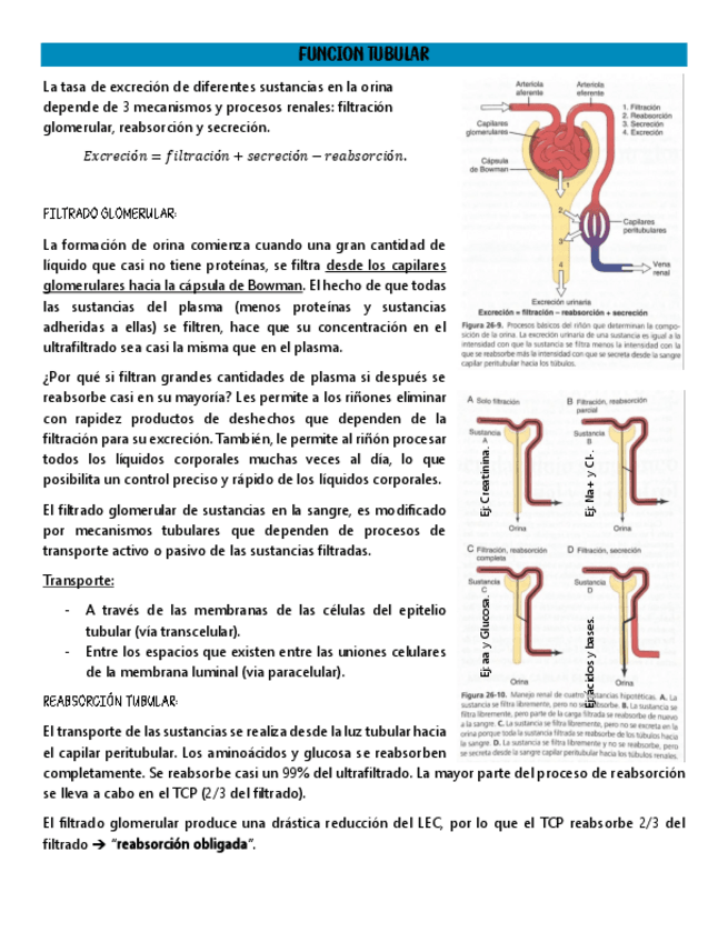 Miniatura del documento FUNCION-TUBULAR.pdf