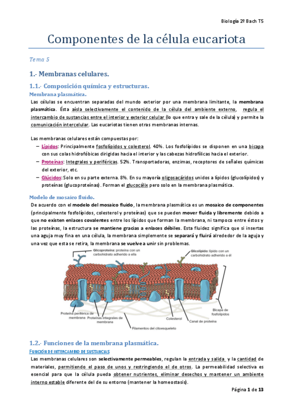 Miniatura del documento T5-Componentes-de-la-celula-eucariota.pdf