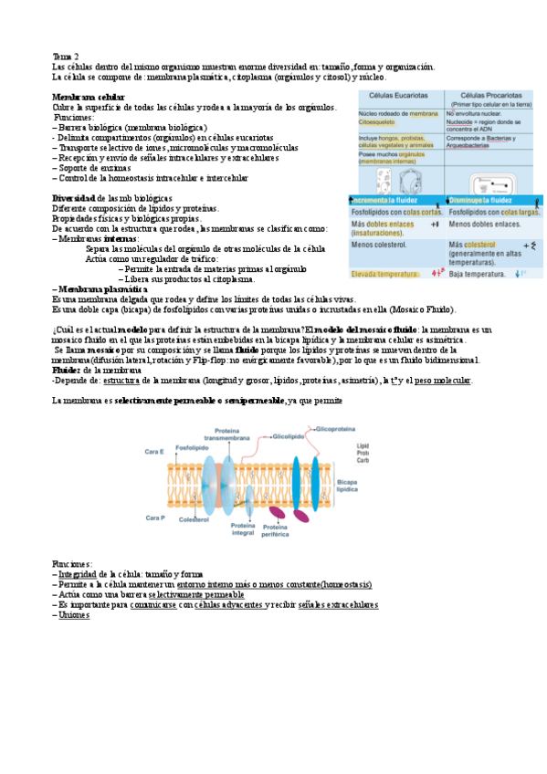 Miniatura del documento T2-Membrana-y-transporte.pdf