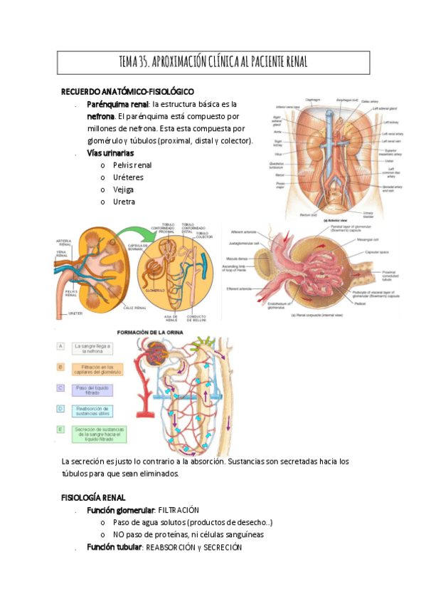 Miniatura del documento RENAL.pdf