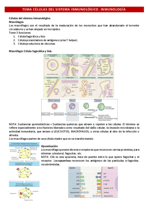 Miniatura del documento Tema-Celulas-del-sistema-inmunologico.pdf