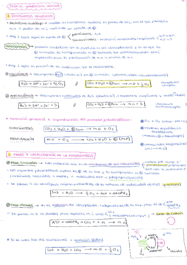 Miniatura del documento TEMA-12.pdf