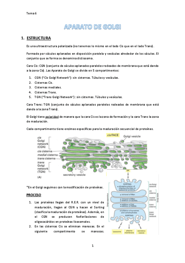 Miniatura del documento Aparato de golgi