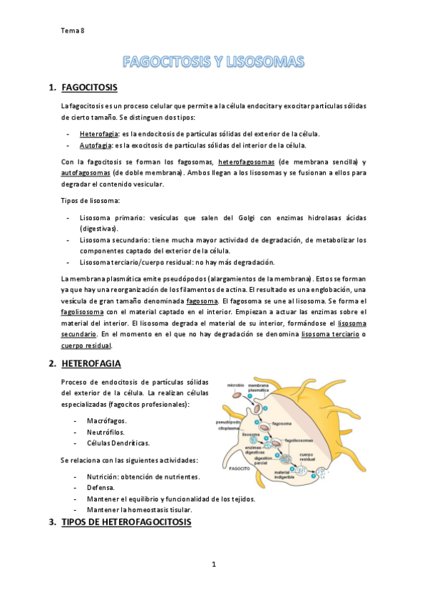 Miniatura del documento Fagocitosis y lisosoma