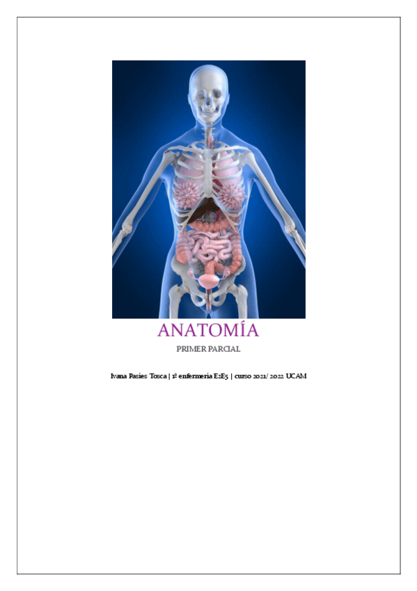 Miniatura del documento apuntes-Ivana-primer-parcial-anatomia.pdf