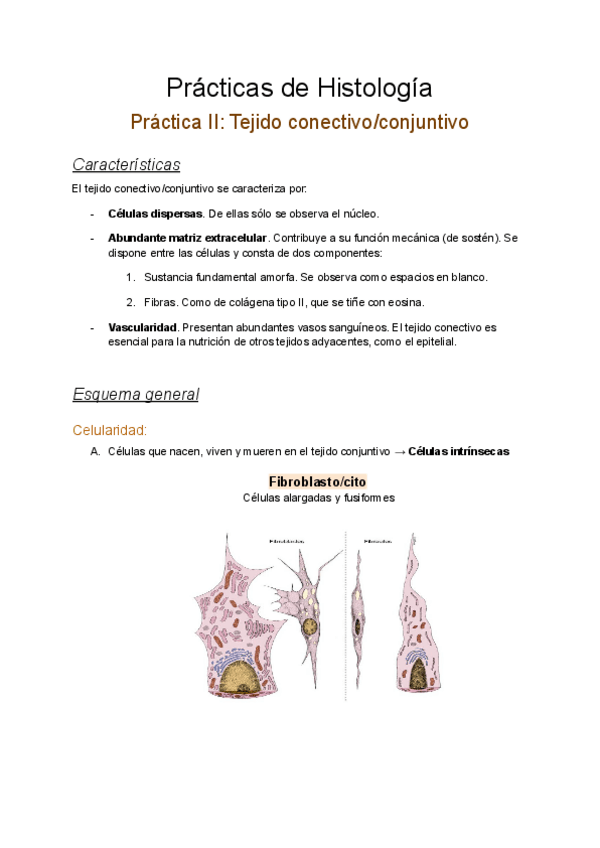 Miniatura del documento Practica-tejido-conectivo.pdf