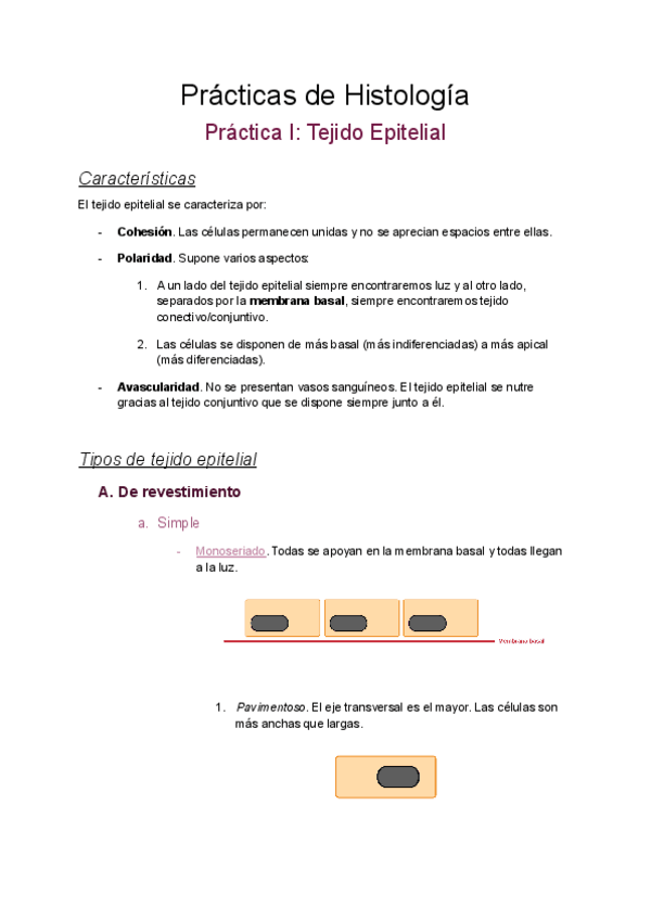 Miniatura del documento Practica-tejido-epitelial.pdf