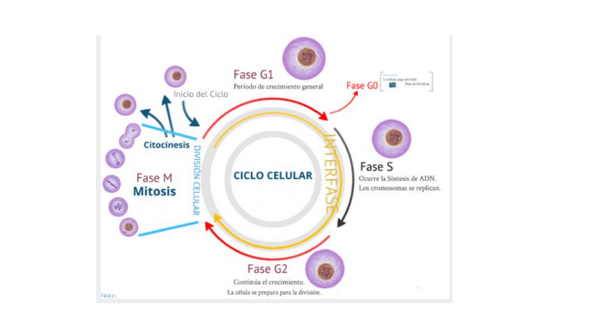 Miniatura del documento Tema4-Tejidos-y-organos-vegetales-y-animales.pdf