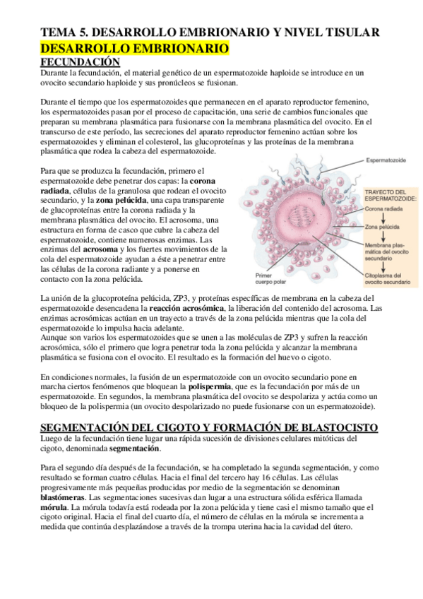 Miniatura del documento ECH-TEMA-5-EMBRIONARIO-Y-TEJIDOS.pdf