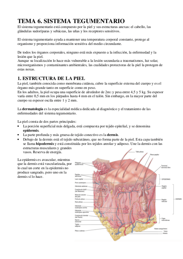 Miniatura del documento ECH-TEMA-6-TEGUMENTARIO.pdf