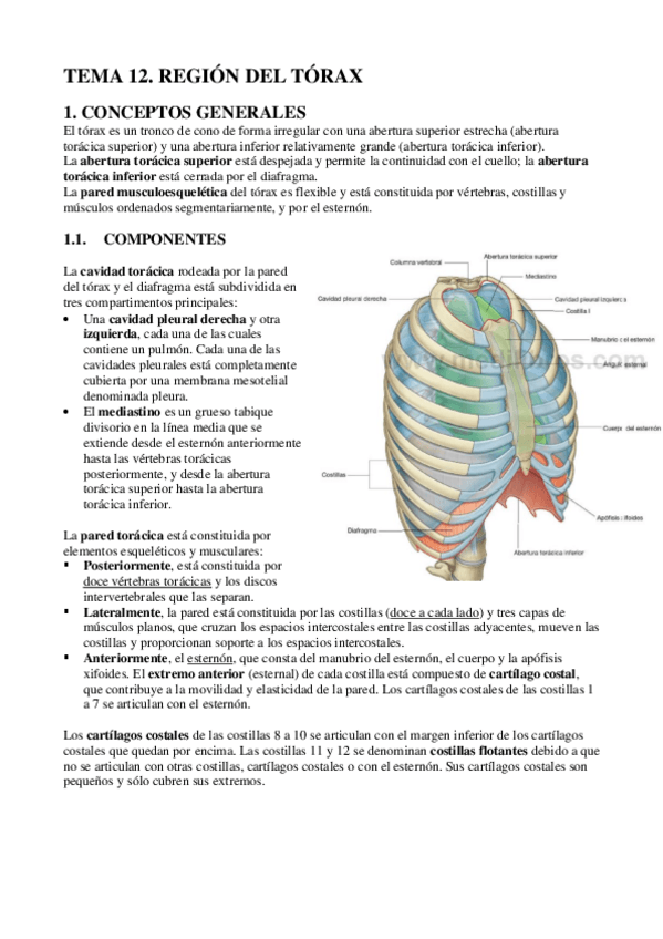 Miniatura del documento ECH-TEMA-12-TORAX.pdf