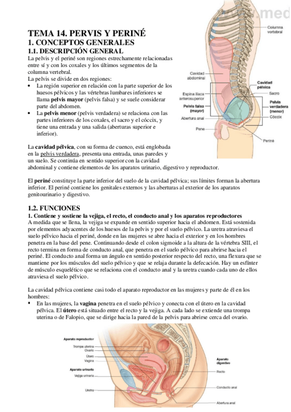 Miniatura del documento ECH-TEMA-14-PELVIS-Y-PERINE.pdf