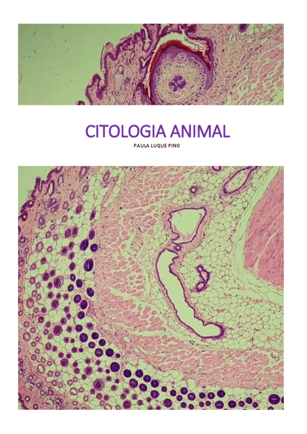 Miniatura del documento Citologia-AnimalPaulaLuque.pdf