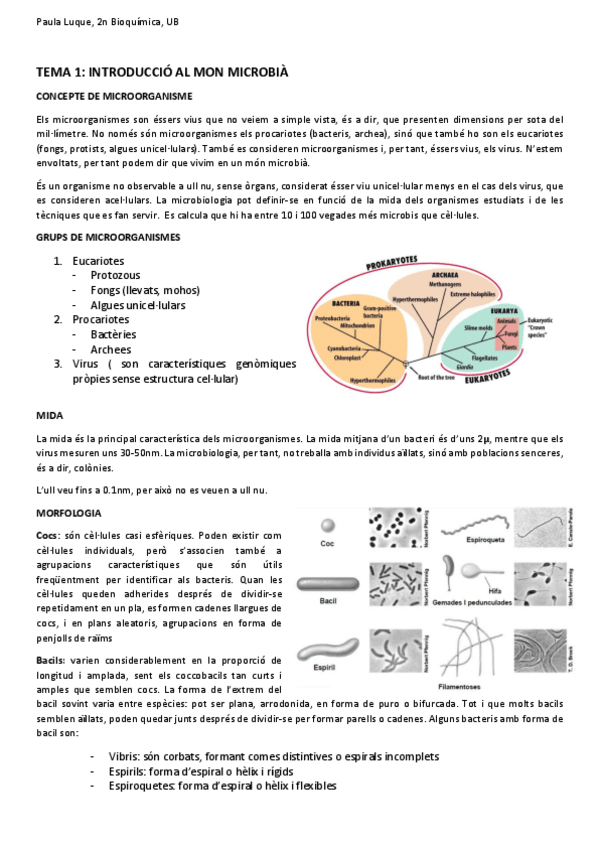 Miniatura del documento Microbiologia-Paula-Luque.pdf