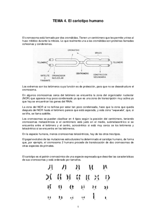 Miniatura del documento Tema-4.pdf