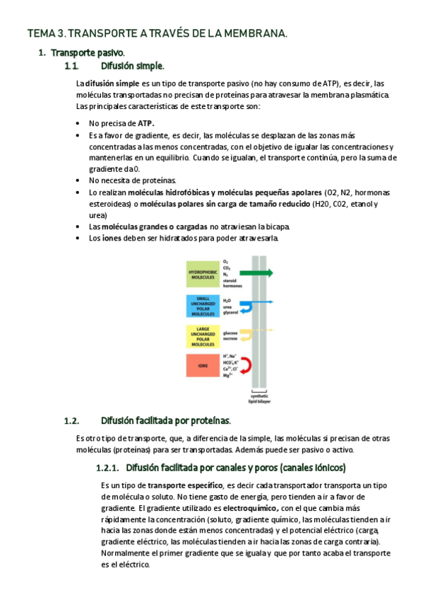 Miniatura del documento TEMA-3-TRANSPORTE-A-TRAVES-DE-LA-MEMBRANA.pdf