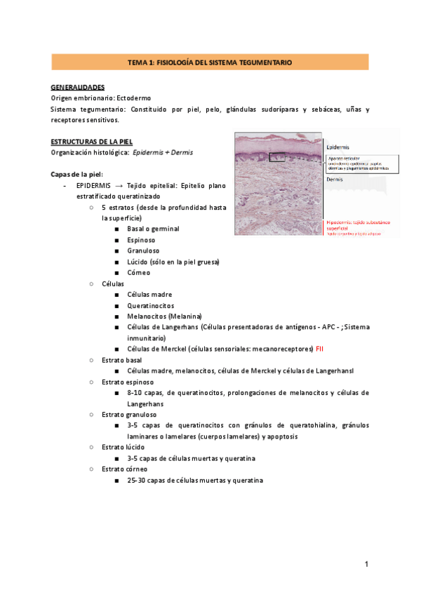 Miniatura del documento SISTEMA-TEGUMENTARI.pdf