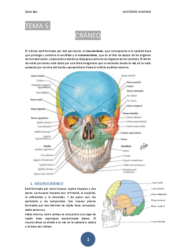 Miniatura del documento T-5-CRANEO.pdf