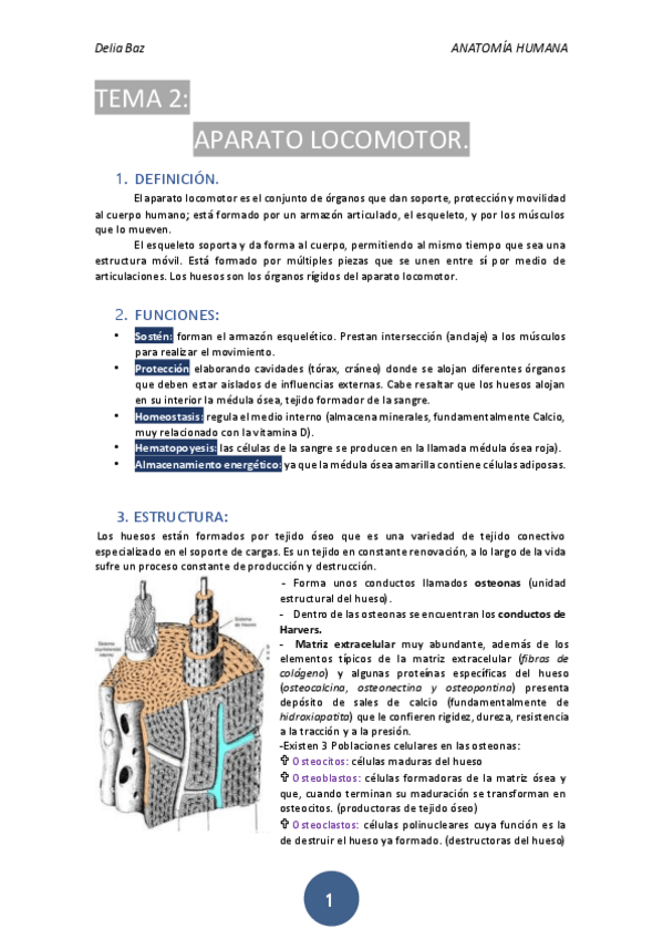 Miniatura del documento T-2-APARATO-LOCOMOTOR.pdf