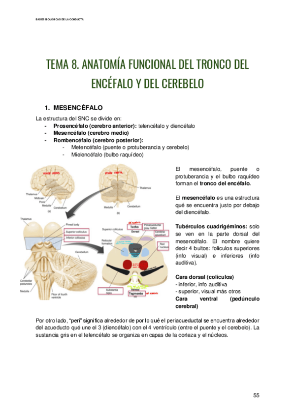 Miniatura del documento Bases-Biologias-de-la-Conducta-Tema-8.pdf