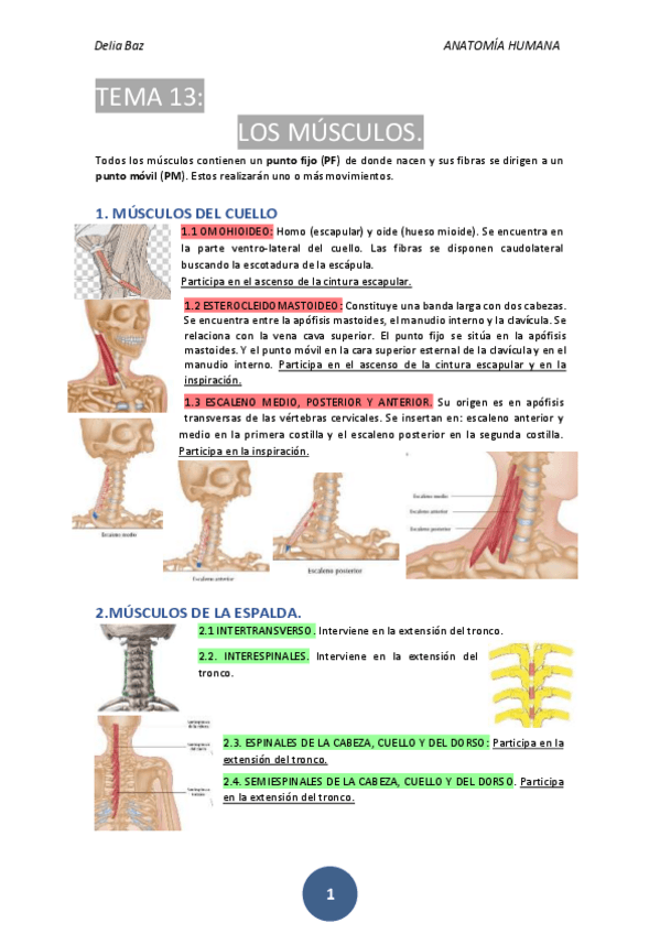 Miniatura del documento T-13-MUSCULOS.pdf