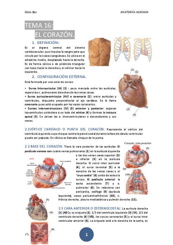 Miniatura del documento T-16-CORAZON.pdf