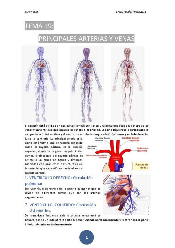 Miniatura del documento T-19-PRINCIPALES-ARTERIAS-Y-VENAS.pdf