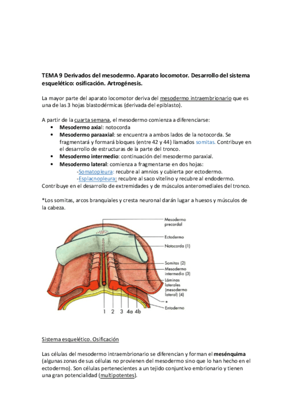 Miniatura del documento TEMA 9 Derivados del mesodermo.pdf