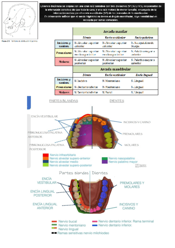 Miniatura del documento Anestesia.pdf