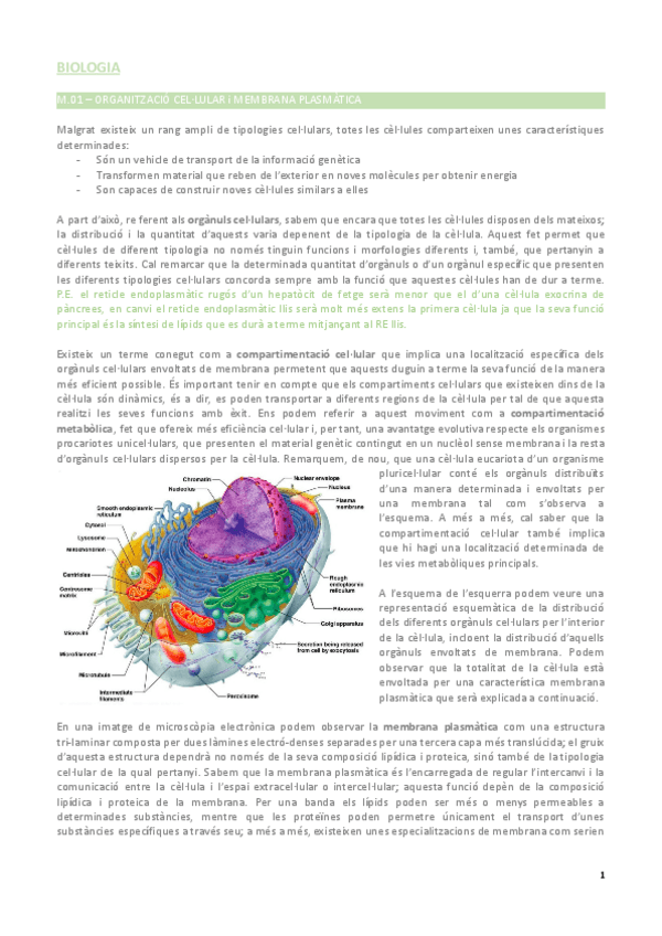 Miniatura del documento biologia-magistrals.pdf
