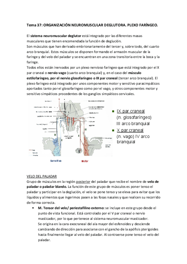 Miniatura del documento PLEXO FARINGEO .pdf