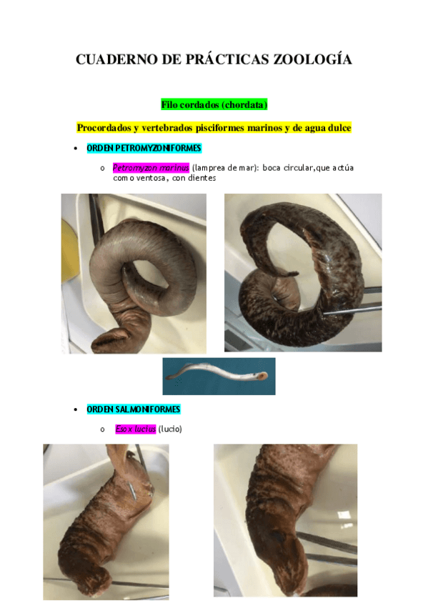 Miniatura del documento CUADERNO-DE-PRACTICAS-ZOOLOGIA-menos-artropodos.pdf