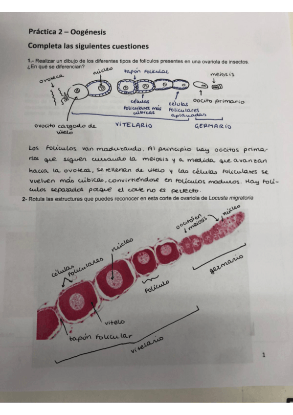Miniatura del documento practicas-gametogenesis.pdf