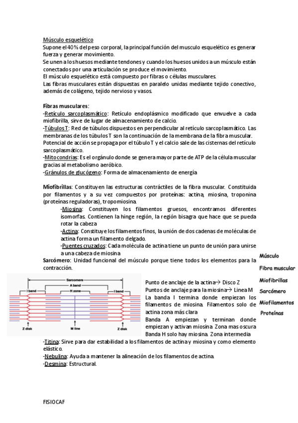 Miniatura del documento Musculo-esqueletico.pdf